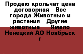 Продаю крольчат цена договорная - Все города Животные и растения » Другие животные   . Ямало-Ненецкий АО,Ноябрьск г.